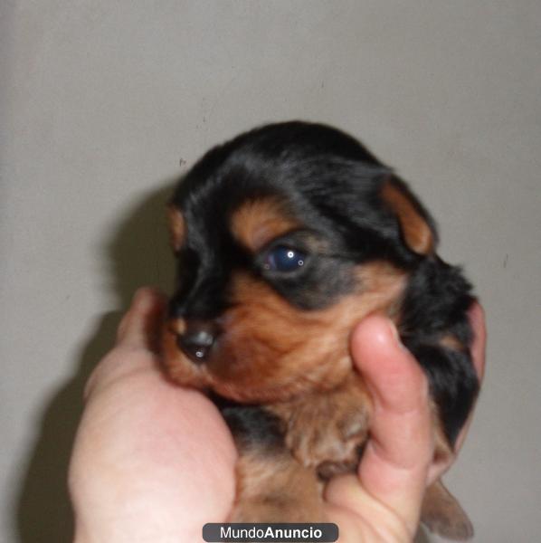 yorkshire terrier economicos