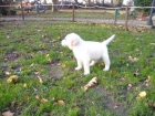 CACHORROS DE GOLDEN RETRIEVER CON PEDRIGREE - mejor precio | unprecio.es