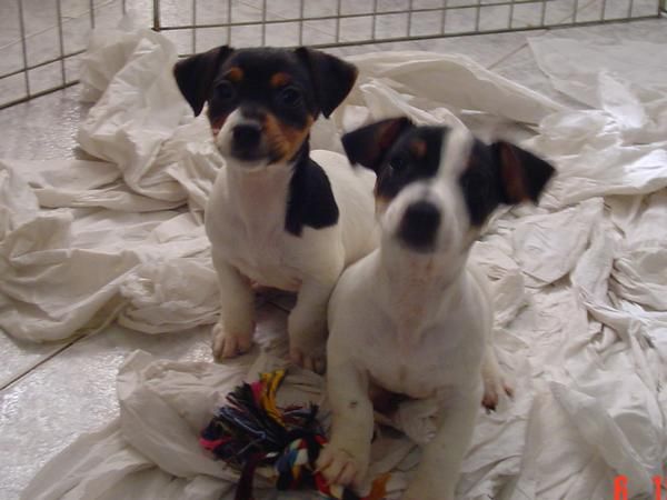 Cachorros De Jack Rusell Linea Inglesa