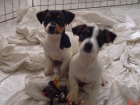 Cachorros De Jack Rusell Linea Inglesa - mejor precio | unprecio.es