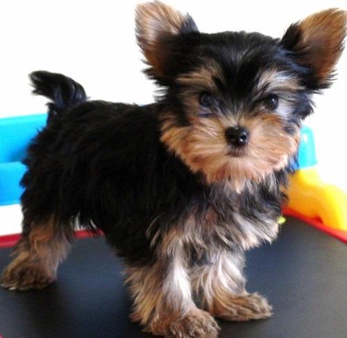 Cachorros de Yorkshire terrier