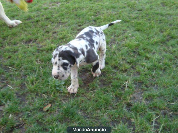 Dogo Aleman cachorros Gran Danes autenticos