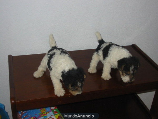 Foxterrier cachorros,macho y hembra.