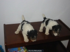 Foxterrier cachorros,macho y hembra. - mejor precio | unprecio.es