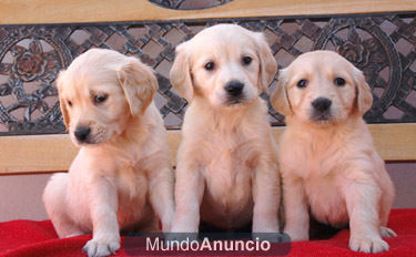 Golden Retriever Cadells    Hotelcan