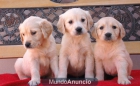Golden Retriever Cadells Hotelcan - mejor precio | unprecio.es