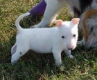 lindo y adorable cachorro bull terrier para la adopción libre, - mejor precio | unprecio.es