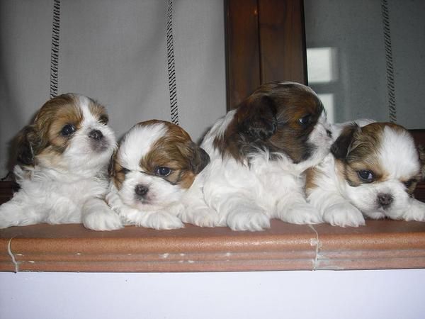Se vende camada de shih-tzu super preciosos