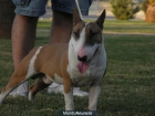Bull terrier miniatura de exposición - mejor precio | unprecio.es