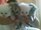 bonitos gatitos persas - mejor precio | unprecio.es