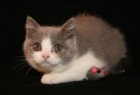 British gatos de pelo corto - mejor precio | unprecio.es