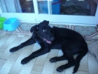 hola regalo perro macho de 4 meses - mejor precio | unprecio.es