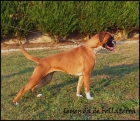 Preciosa cachorra boxer.pedigree.padre titutlo mundial demostrable. - mejor precio | unprecio.es