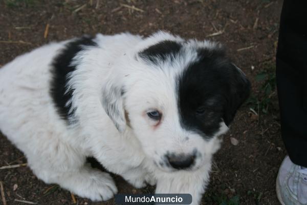 SE VENDE MASTIN DEL PIRINEO