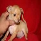 Taza de té Chihuahua For Free Adopción - mejor precio | unprecio.es