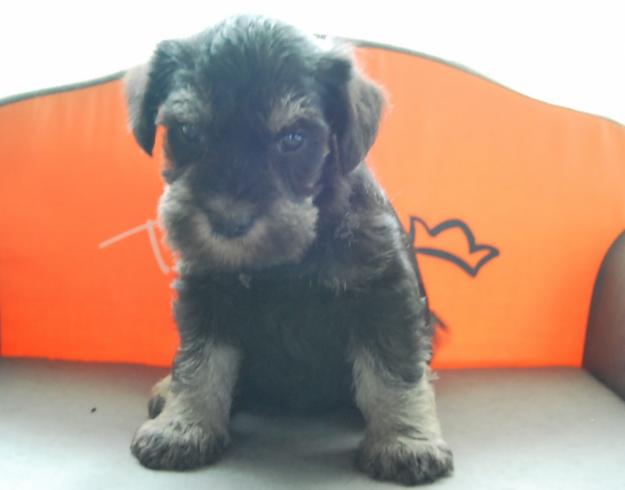 Schnauzer miniatura, ven a verlos¡ perritos de pura raza, los entregamos con pedigre LOE