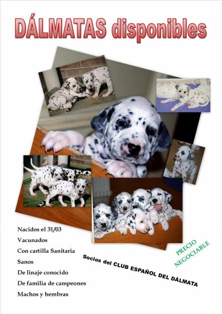 PRECIOSOS CACHORROS DE DÁLMATA