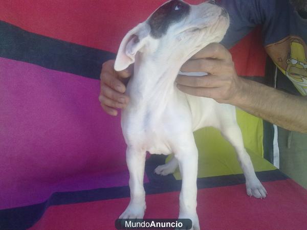 CACHORRA BOXER BLANCA