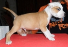 Cachorros American Staffordshire Terrier - mejor precio | unprecio.es