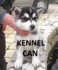 Excelentes cachorros de raza de husky siberiano - mejor precio | unprecio.es