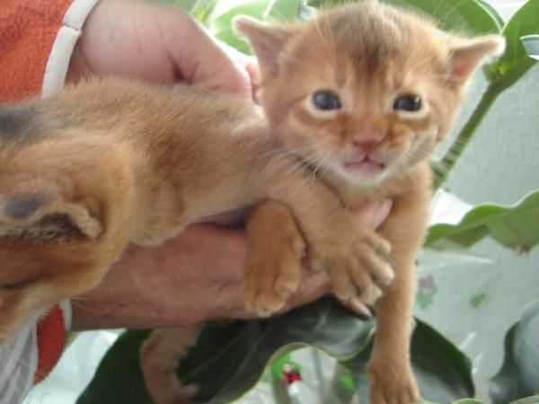 GATOS DE RAZA VENTA DE CACHORROS