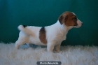 Jack Russell magnificos cachorritos - mejor precio | unprecio.es