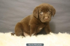 labrador chocolate preciosa camada lista para entregar - mejor precio | unprecio.es