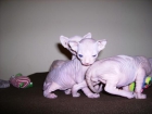 SPHYNX O GATO SIN PELO - mejor precio | unprecio.es