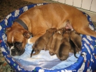 vendo cachorros de boxer - mejor precio | unprecio.es