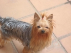 YORKSHIRE TERRIER - mejor precio | unprecio.es