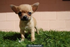Cachorritos Chihuahua Toy criadero nacional vea los padres - mejor precio | unprecio.es