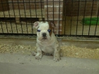 cachorro de bulldog ingles - mejor precio | unprecio.es
