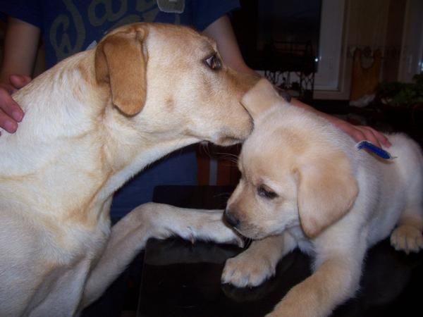 cachorros labrador retriever pedigree, ECONOMICOS