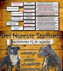 Camada staffordshire bull terrier - mejor precio | unprecio.es