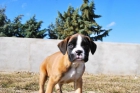 Disponibles perritos de Boxer dorados , marcados en blanco - mejor precio | unprecio.es