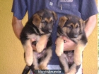 Impresionantes cachorros de pastor aleman - mejor precio | unprecio.es