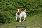 Macho de Jack Russell - mejor precio | unprecio.es