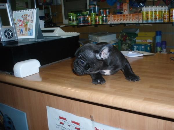 Preciosa Bulldog Frances hembra 460 euros
