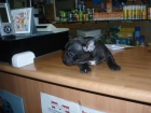 Preciosa Bulldog Frances hembra 460 euros - mejor precio | unprecio.es