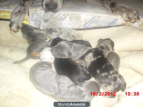 SE VENDEN CACHORROS DE GRAN DANESS