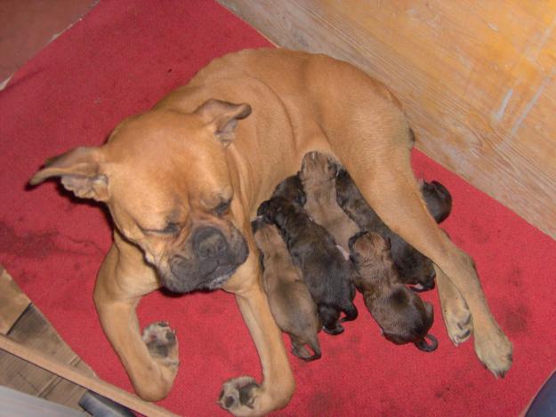 boxer recien nacidos