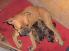 boxer recien nacidos - mejor precio | unprecio.es