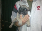 bulldog  frances - mejor precio | unprecio.es