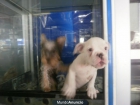 BULLDOG INGLES - mejor precio | unprecio.es