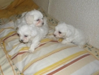 Cachorros bichon maltes - mejor precio | unprecio.es