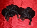 Camada Yorkshire Terrier - mejor precio | unprecio.es