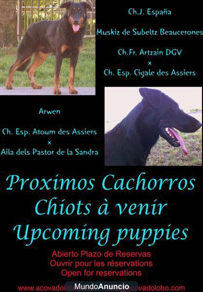 CAMADAS BEAUCERON ( PASTOR DE BEAUCE )