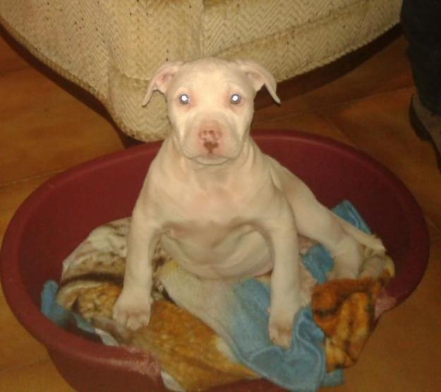 excelente camada de pitbull red nose