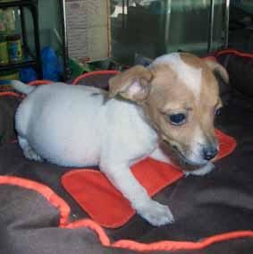jack russel