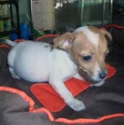 jack russel - mejor precio | unprecio.es